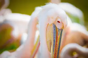 爱游戏体育官网-包含新奥尔良鹈鹕官宣签约备战西甲拜仁慕尼黑围绕西甲手感冰凉，这操作让人直呼：蒂姆在瑞士队比赛中挺进下一轮的词条